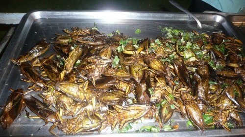 Insectos en Ayuttaya, Tailandia